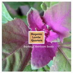 Lambs Quarter Seeds | Super Food | Magenta Spreen | AKA Goosefoot | Will Re-seed