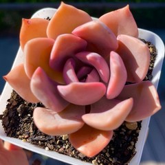 Rare Succulent Graptoveria Debbie Rooted Easy Care Pink Purple Live Plant 2.5″