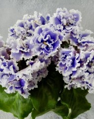 African violet PT Tuchi v golubom/Clouds in the blue Starter