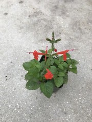 4 ORGANIC PINEAPPLE SAGE/WILD SALVIA PLANTS ATTRACTED HUMMINGBIRD & BUTTERFLY !!
