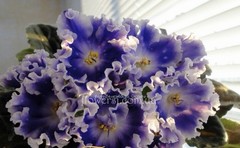 African Violet PLANT ~ NK- Spokoynoy Nochi (Good Night) Leaf Pot