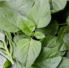 2026 Heirloom Vegetable Seeds – Premium Garden Seeds for Planting