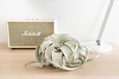 Xerographica Air Plants-Varied Sizes, Wholesale Bulk, Easy Care, 30Day Guarantee