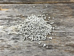Sugar Beet Seed | Deer Wildlife Food Plot Forage Fall Planting Habitat Root Crop