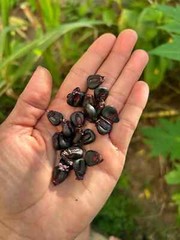 25 Peruvian Inca Purple Corn Seeds, Maiz Morado, grow & brew chicha morada!