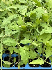 Lot of 2 GOLIATH TOMATO LIVE PLANTS 6 to 10 inches 60+ Days Old
