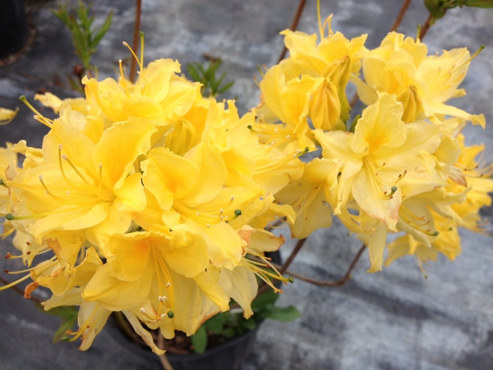 LEMON LIGHTS~Aromi Azalea Rhododendron Hybrid~STARTER Plant~MAY BE DORMANT!