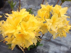 LEMON LIGHTS~Aromi Azalea Rhododendron Hybrid~STARTER Plant~MAY BE DORMANT!
