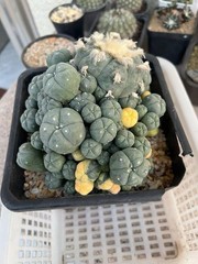 15-17cm LW Plant variegated family indoor and outdoor selfroot#