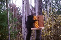 Corn on the Cob Squirrel, Bird, Rabbit, Feed 18 lb just harvested