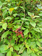 50+ Florida Native Firebush Seeds, Hamelia patens (Gathered 2026)