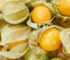 CAPE GOOSEBERRY SEEDS 100+ LARGE FRUIT berry seeds HUSK TOMATO Goldenberry
