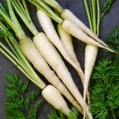 Lunar White Carrot Seeds | Heirloom / Non-GMO | Free Shipping | Seed Store 1082