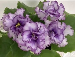 African Violet Plant RM Frivolite Starter