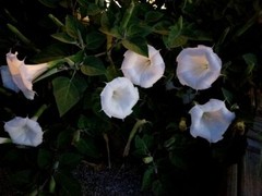 USA Datura inoxia Moon flowers Parent plant is 63 years old. 75+ fresh seeds
