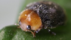 25 Cryptolaemus Montrouzieri – Mealybug Control – NaturesGoodGuys