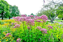 200 SWEET JOE PYE WEED SEEDS | 2026 SALE FREE SHIPPING NON GMO HEIRLOOM