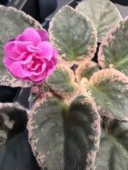 African Violet Plant Cajuns Hot Expectations Starter Plant Standard