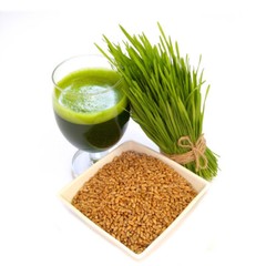 [ WHOLESALE ] Wheat Grass Seed- Guaranteed to Grow, Pets Friendly (USDA Organic)