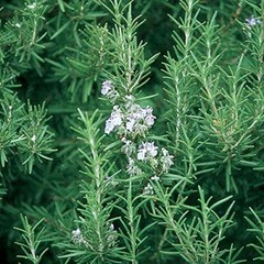 1- 6″ Rosemary Herb Plant -Our Plants Use Organic Soil And Organic Amendments !