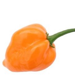 HABANERO ORANGE DEVIL ORANGE 30 SEEDS CHILE 100% GUARANTEED YUCATAN MEXICO