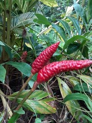 6 Shampoo Ginger Rhizomes, Zingiber Zerumbet, Pine Cone, Free Shipping included!