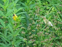 Lyreleaf Sage Salvia Lyrata Native 300 seeds Fresh From 2023 for Hummingbirds