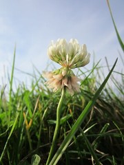 Dutch White Clover Cover Crop Seeds – NON-GMO – Heirloom Lawn Alternative