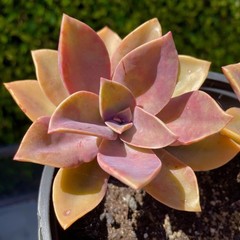 Rare Succulent Pink Graptoveria Dusty Easy Care Rooted Live Plant 3-Inch
