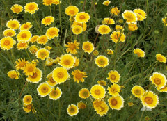 Wildflower Mix DRY AREA MIX w/Perennials Full Sun Pollinators Non-GMO 1000 Seeds