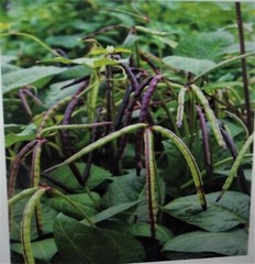 Mississippi Pinkeye 2 Purple Hull Peas Cowpeas Benefits St. Jude