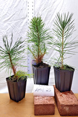 Japanese Black Pine 1 year old tree in nursery pot. Pinus thunbergii. Thunbergia