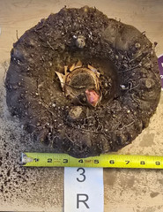 6 LB 2 OZ AMORPHOPHALLUS KONJAC 7.5 INCH BULB TUBER VOODOO LILY RIVIERI AROID