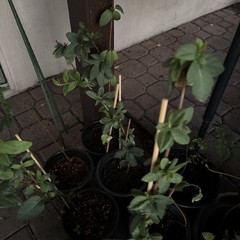 1 LIVE LG ROOTED PLANTS HONEYSUCKLE VINES WHITE YELLOW FLOWERS Japanese Lonicera