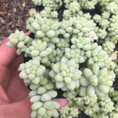 4 Packs Burro’s Tail Sedum Morganianum Donkey’s Tail Rooted in 2 inch Planters