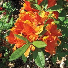 MANDARIN~Azalea Rhododendron Hybrid~STARTER Plant~MAY BE DORMANT