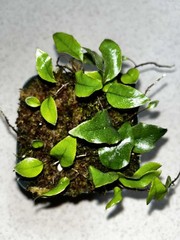 Microgramma sp. 1 Ecuador 4 Inch Pot Rare