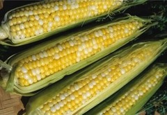 1000+ Peaches and Cream Sweet Corn Seeds – Organic – Hybrid – Non Gmo — FRESH