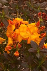 KLONDYKE~~Azalea Rhododendron~Well Rooted Starter Plant~MAY BE DORMANT!