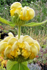 bright yellow phlomis 50 seeds Jerusalem sage, phlomis russeliana