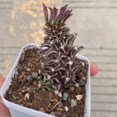 8CM Succulent Cactus Plant Euphorbia Guentheri Euphorbiaceae Home Garden Plant