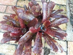 Neoregelia TUNISIA Bromeliad one tropical plant