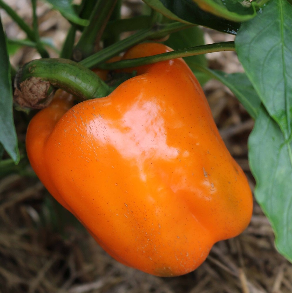 120+ Orange Sun Sweet Bell Pepper seeds – Heirloom – NON-GMO — FRESH