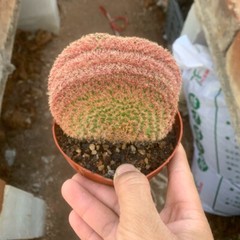6-8CM Cactus Plant Echinocereus Rigidissimus Rubispinus Cristata Cactaceae Plant