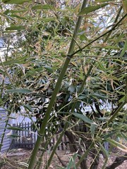 Phyllostachys bissetii Bissett’s Bamboo Cold Hardy Zone 5 Bamboo Rhizome 1 Ct.