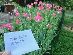 RARE-Genuine Afghan Galania Poppy Seeds – 2000 Count (Cold Stratified/US Seller)