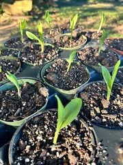 25 Peruvian Inca Purple Corn Seeds, Maiz Morado, grow & brew chicha morada!