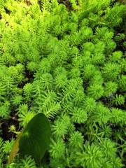 12+ Parrot’s Feather Aquatic Surface Pond Plant
