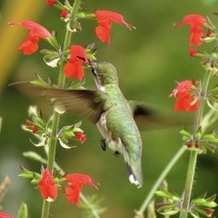 400 SCARLET SAGE SEEDS (Salvia coccinea)- medicinal culinary, hummingbirds love