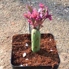 8CM Succulent Cactus Plant Senecio Articulatus Variegata Asteraceae Home Garden